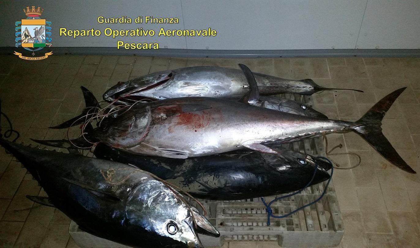 Pescara Pesca Di Frodo Sequestrati Kg Di Tonno Rosso Abruzzo