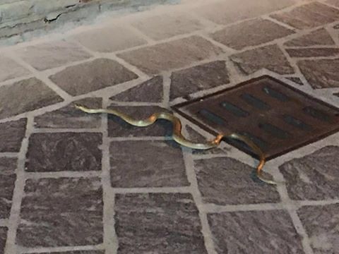 Atri, topi e serpenti fuori dalla chiesa di Santa Chiara