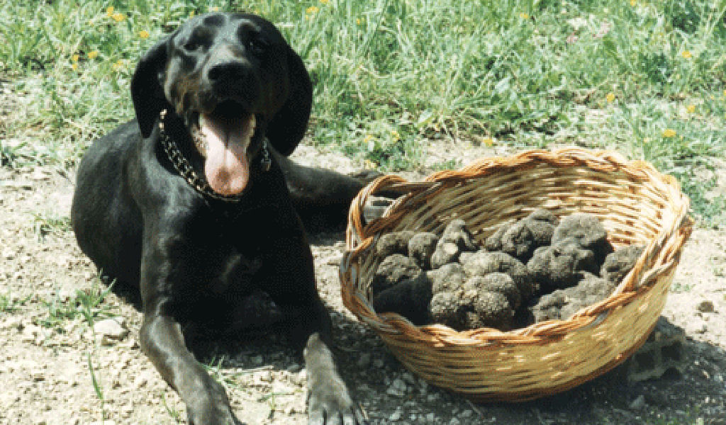 Preparare la cena riposo Vice cuccioli da tartufo abruzzo Melbourne