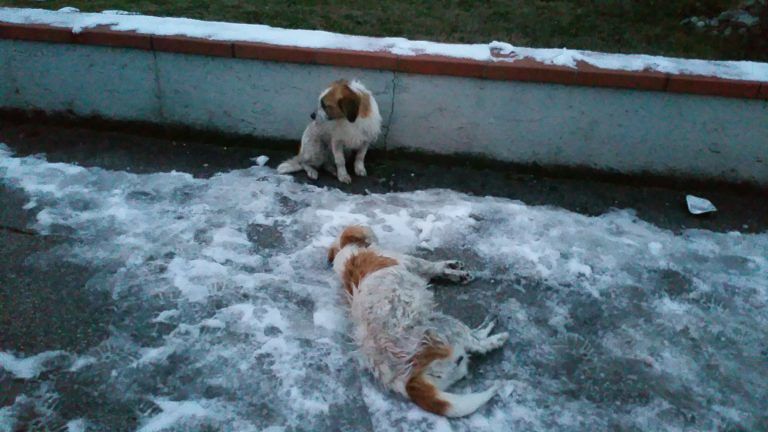 Castelnuovo Vomano, cane veglia amico morto. Soccorso dalle Gadit