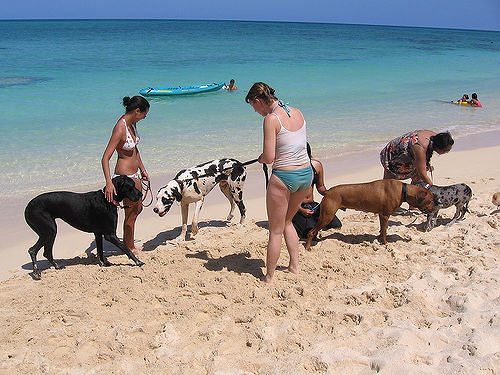 Abruzzo, accesso cani e gatti in spiaggia: regolamento entro il 30 marzo