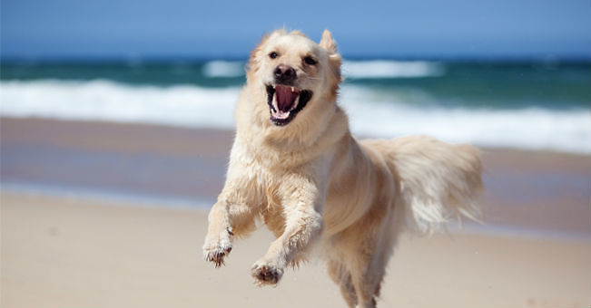Abruzzo, LNDC contro la modifice della legge sull’accesso dei cani in spiaggia