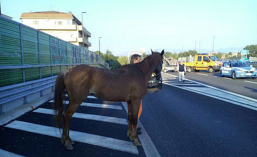 Pescara, cavallo ‘a spasso’ sull’asse attrezzato: tratto chiuso FOTO