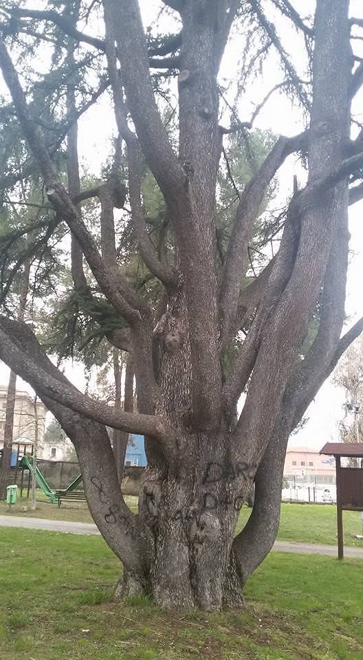Scafa, deturpato dai vandali il cedro più antico d’Abruzzo