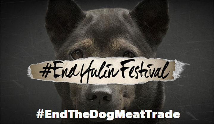 Festival della carne di cane, mobilitazione per fermarlo