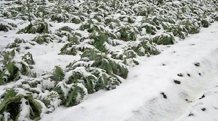 Abruzzo, agricoltura annientata da terremoto e neve: le richieste di Febbo