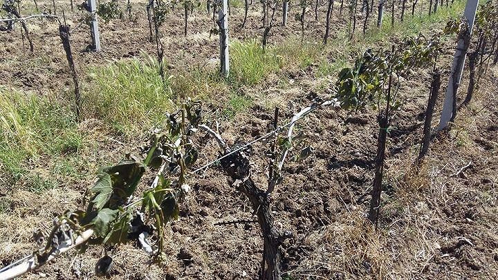 Imprese agricole Valle Peligna, Bianchi scrive a Regione: ‘Chieda stato di calamità’