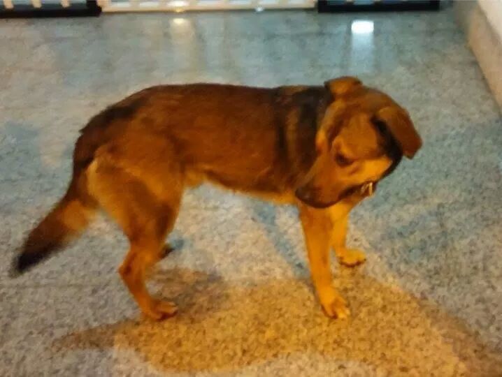 Pescara, il clochard ha un malore: i volontari gli riportano il cane smarrito. Appello per salvare gli animali dal freddo