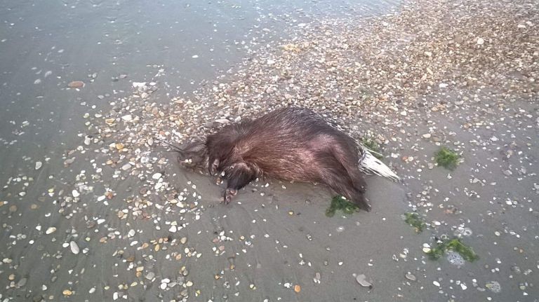 Alba Adriatica, istrice trovato morto sulla spiaggia