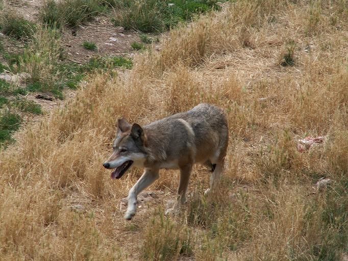 Gran Sasso, la leggenda del ripopolamento con lupi spostati dai Carpazi