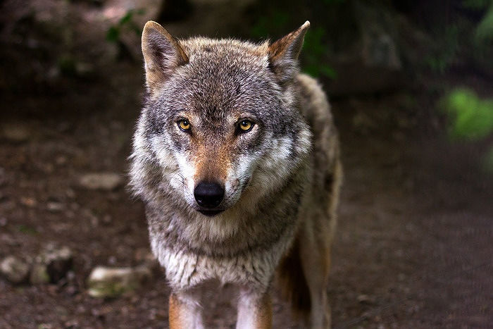 WWF Abruzzo: ‘Scienza conferma che il lupo Made in Italy è una sottospecie unica’