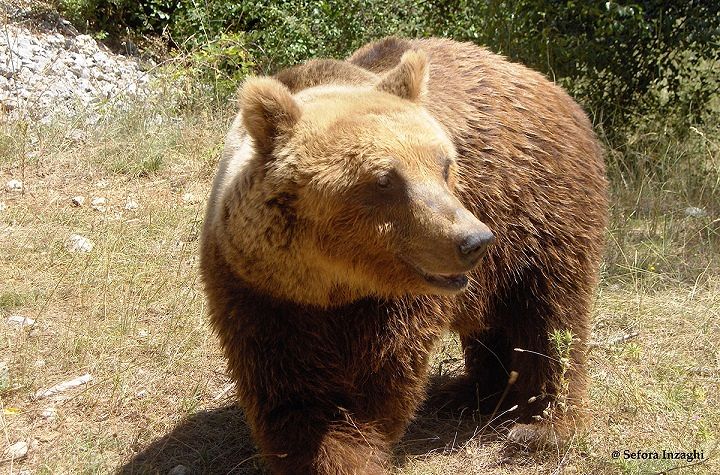 Wwf Abruzzo: ‘Ecco cosa fare se si incontra un orso’