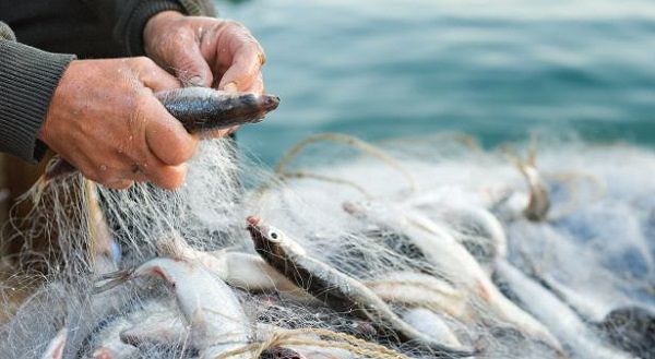 Pepe chiede pene meno severe per pesca di frodo, WWF Abruzzo: ‘Assurdo’