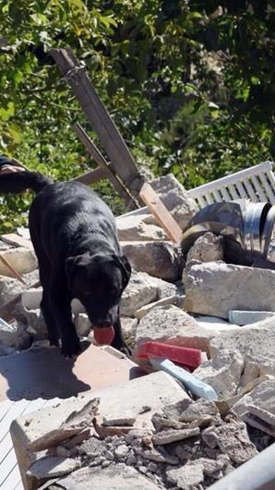 Terremoto, Leo un labrador pescarese ha salvato la piccola Giorgia FOTO