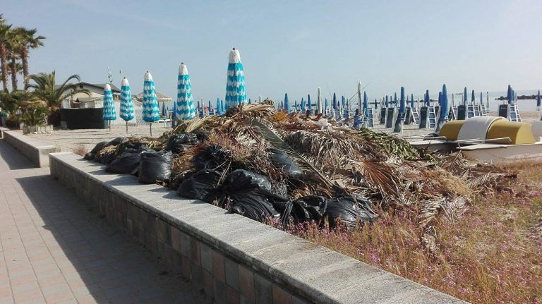 Cologna Spiaggia, lungomare abbandonato, rifiuti in spiaggia e palme da potare