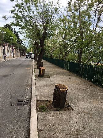 Marzoli su taglio alberi Chieti: ‘Subito interventi per nuove piantumazioni e maggiore cura verde’
