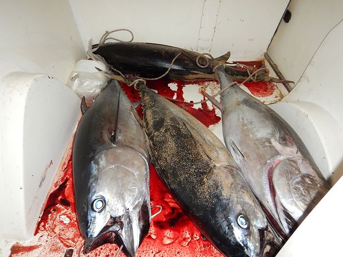 Trasporta pesce con cella frigorifera rotta: sequestrati 4 tonni rossi sull’A25