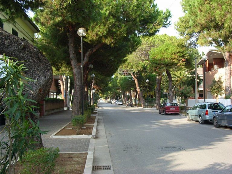 Giulianova, Mastromauro dice no all’abbattimento dei pini di Viale Orsini: ‘rimosse solo radici’