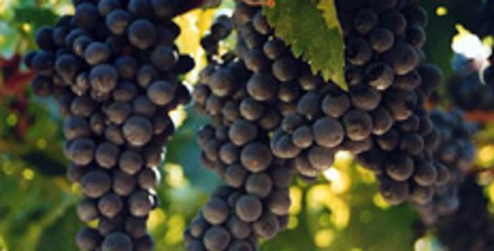 Abruzzo, Regione stanzia 2,7 milioni per promozione vini al di fuori dell’UE