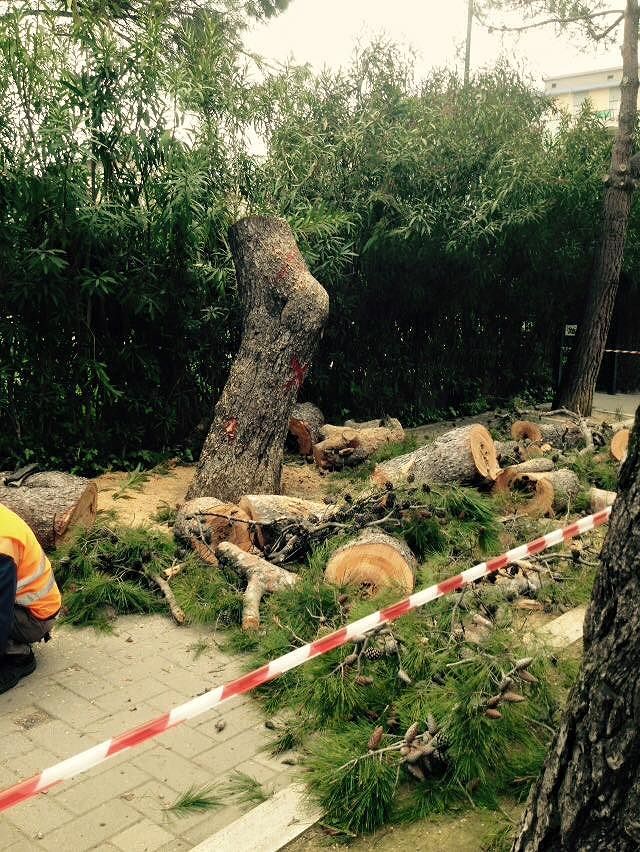 Pescara, ripartono i tagli dei pini in via Regina Margherita: “Associazioni escluse”