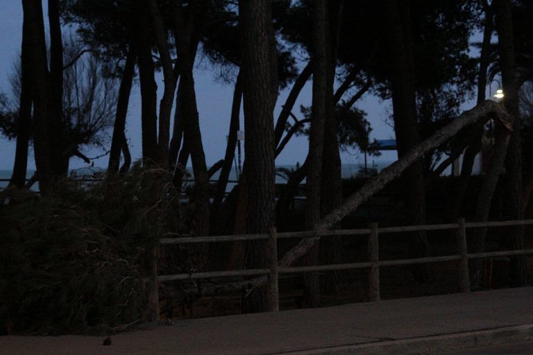 Alba Adriatica, cade un albero in via Certosa: strada chiusa e blackout elettrico