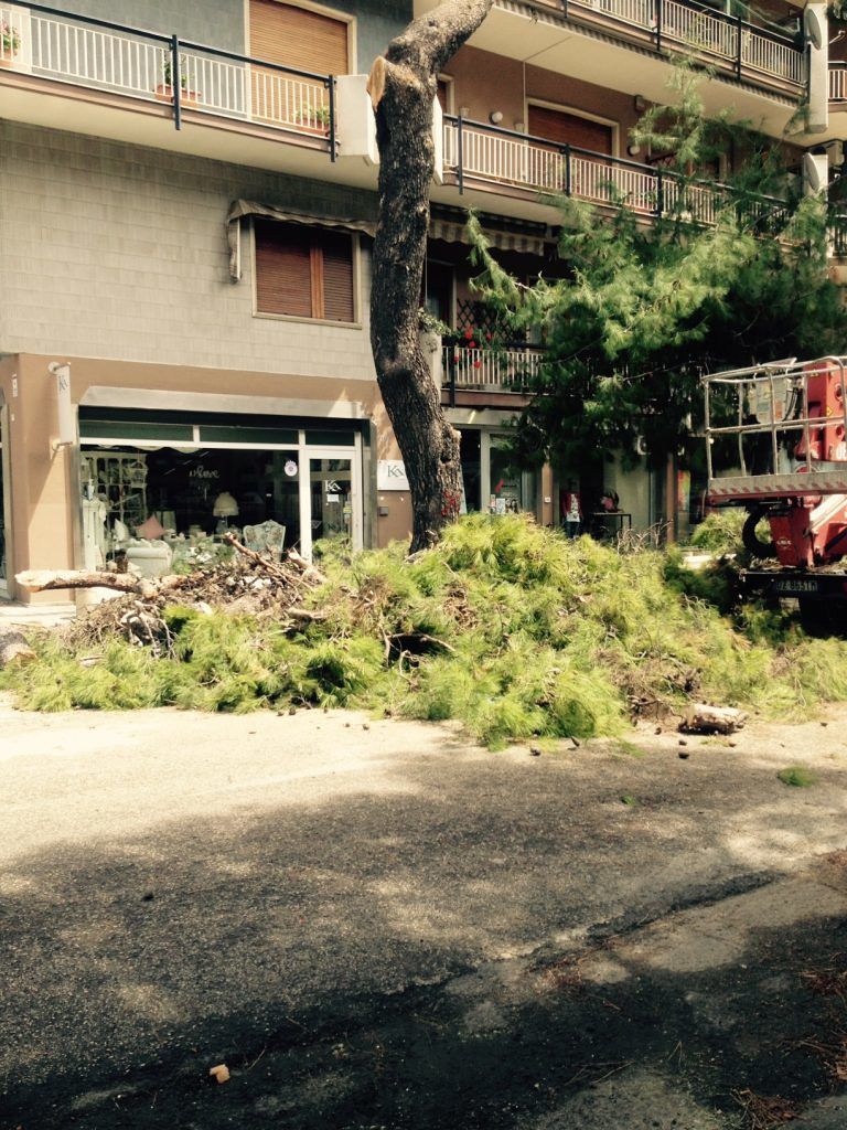 Pescara, taglio dei pini: “Abbattuta una pianta sana”