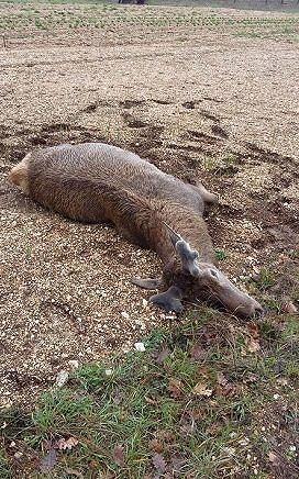 Parco Abruzzo, bracconieri uccidono un cervo