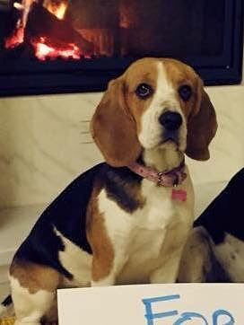 Martinsicuro, l’appello per ritrovare Chloe, beagle di due anni