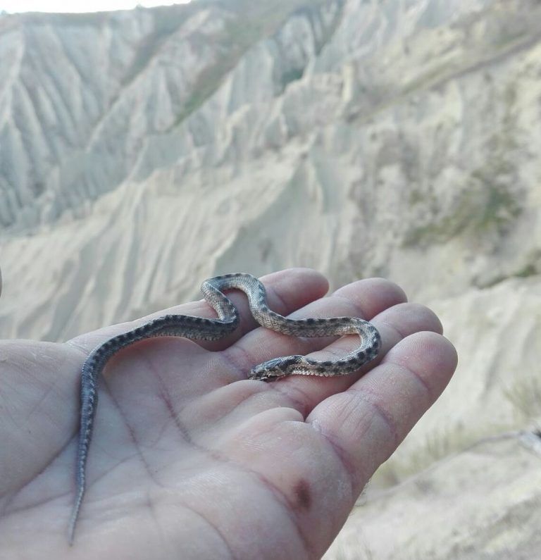 Atri, scoperto un serpente raro nei Calanchi FOTO
