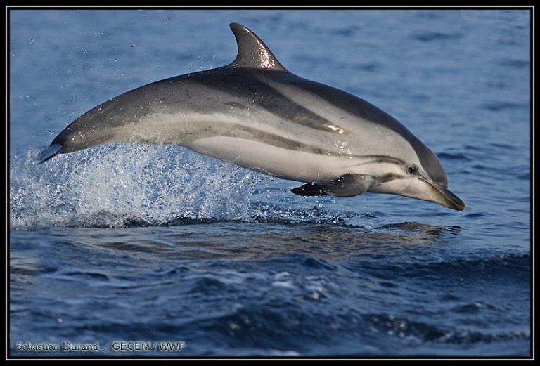 Pescara, raro esemplare di delfino trovato morto sulla spiaggia
