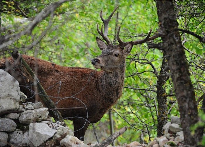 Sulmona, un cervo e un capriolo uccisi e scuoiati: tre bracconieri denunciati