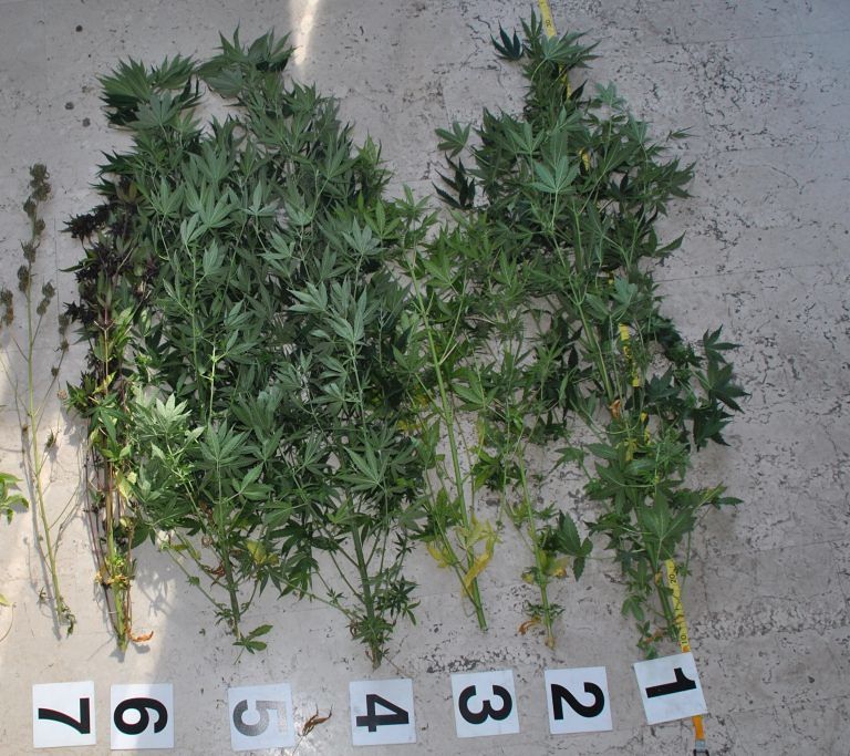 Torricella, serra di marijuana in casa: due arresti FOTO