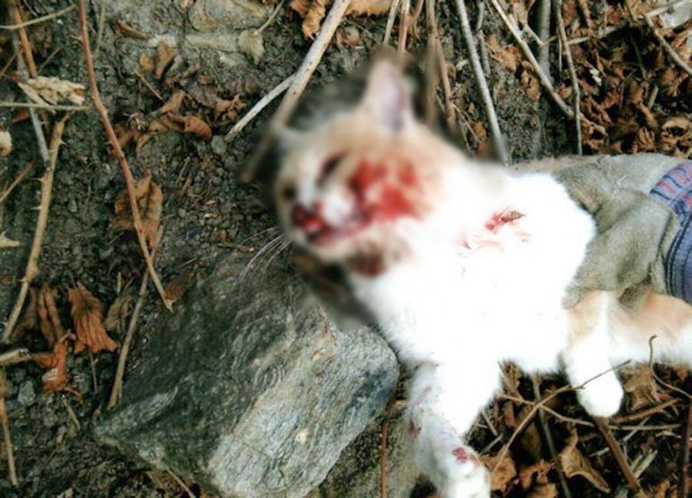 Montereale, gatti uccisi a fucilate