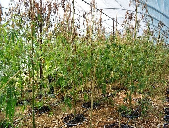 Collecorvino, scoperta piantagione di marijuana: 6 arresti e 700 piante distrutte