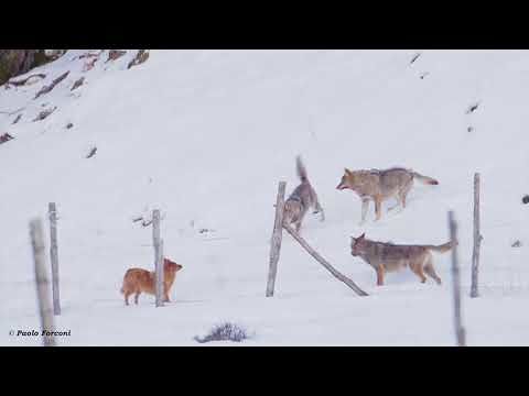 Pescasseroli, eccezionale scena di predazione tra tre lupi e un cane