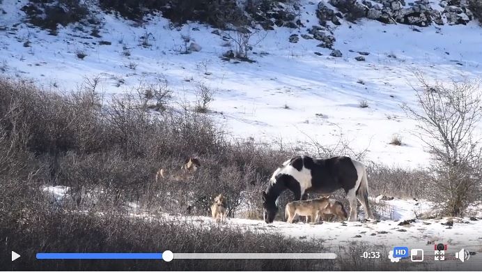 Meraviglie d’Abruzzo: cavalli e lupi pacificamente insieme VIDEO