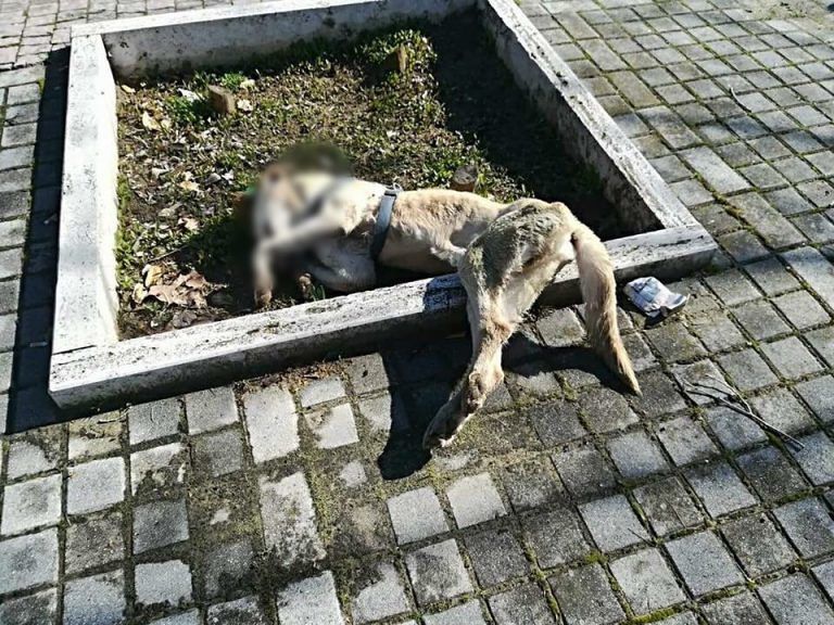 Giulianova, cane deceduto abbandonato sul lungomare FOTO