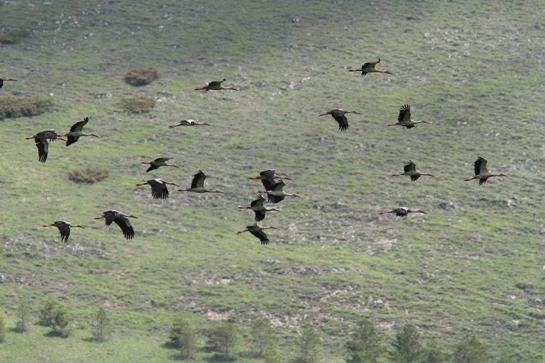 Natura: 32 cicogne in volo sull’Abruzzo FOTO