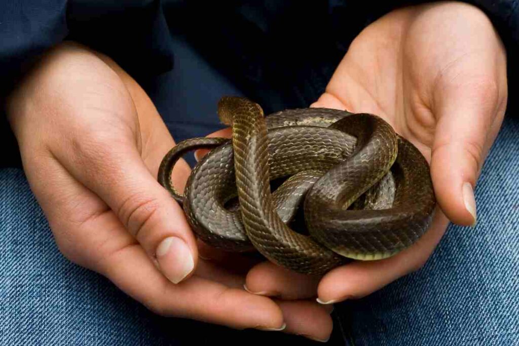 donna con serpe in mano