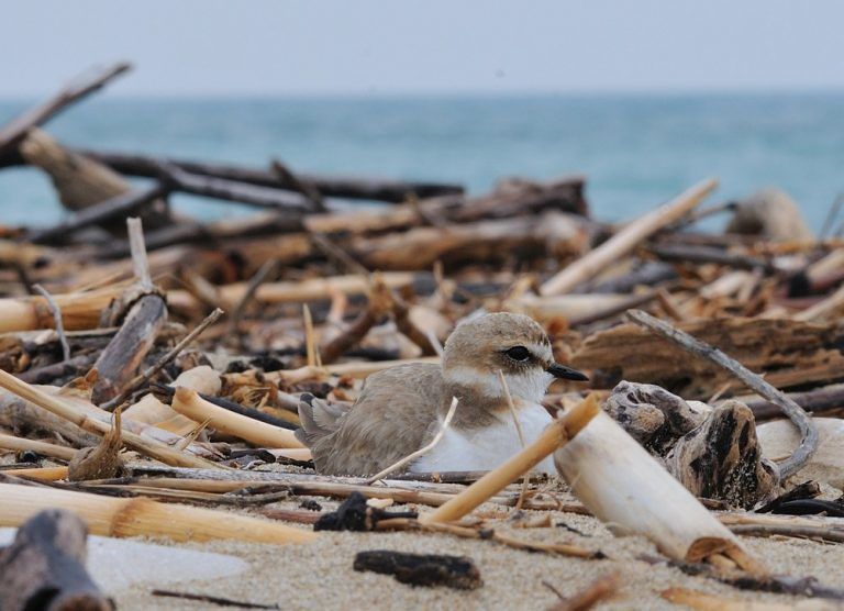 Giulianova, il WWF censisce il Fratino sulla spiaggia