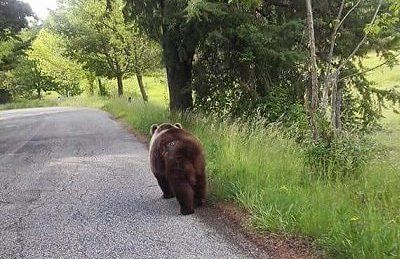 Villalago-Scanno: traffico a rilento per un orso