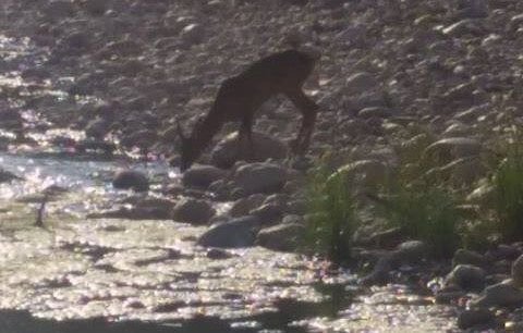 Montesilvano, un capriolo avvistato lungo il fiume Saline FOTO
