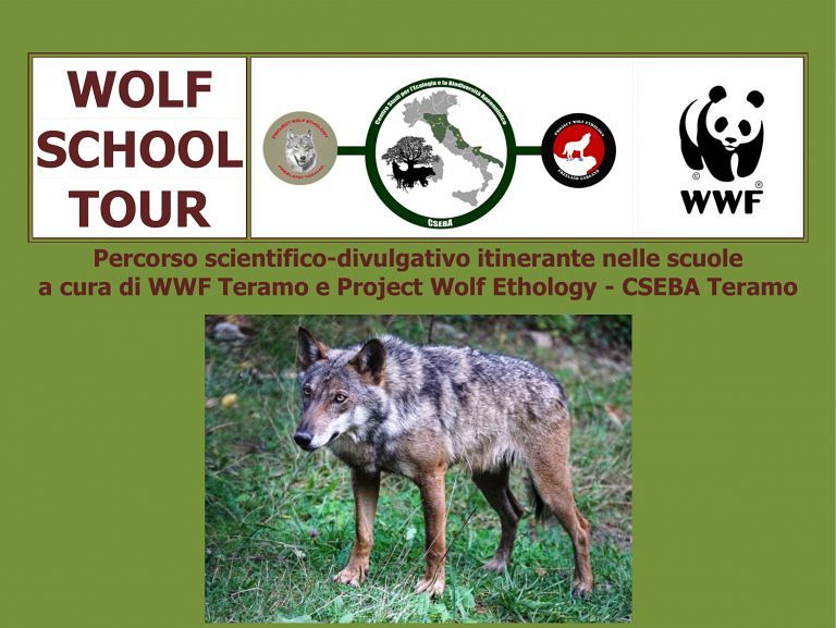WWF Teramo, al via il Wolf School Tour: il percorso di conoscenza del lupo