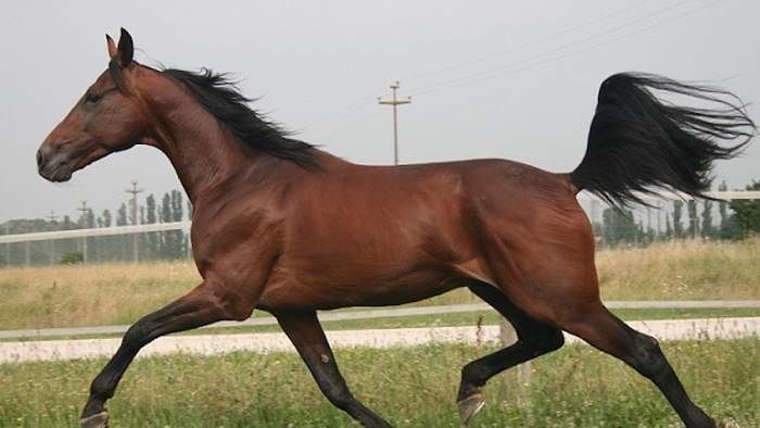L’Aquila, West Nile disease: controlli della Asl su 160 cavalli