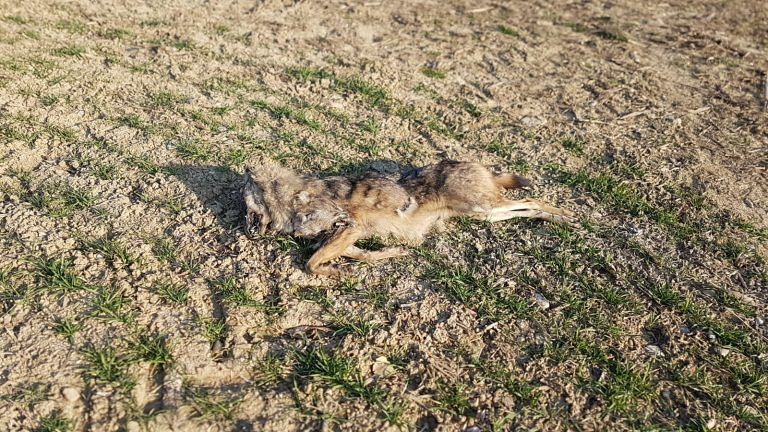 Teramo, lupo trovato morto nelle vicinanze del Torrente Sant’Antonio