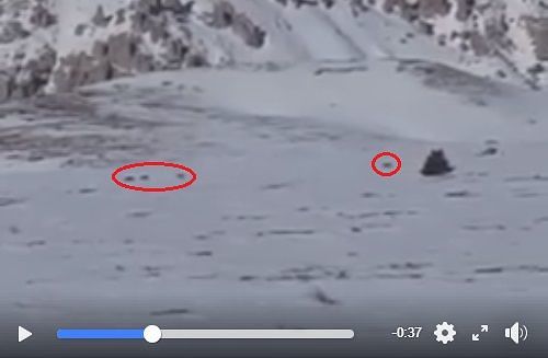 Campo Imperatore: un branco di lupi a spasso nella piana innevata VIDEO