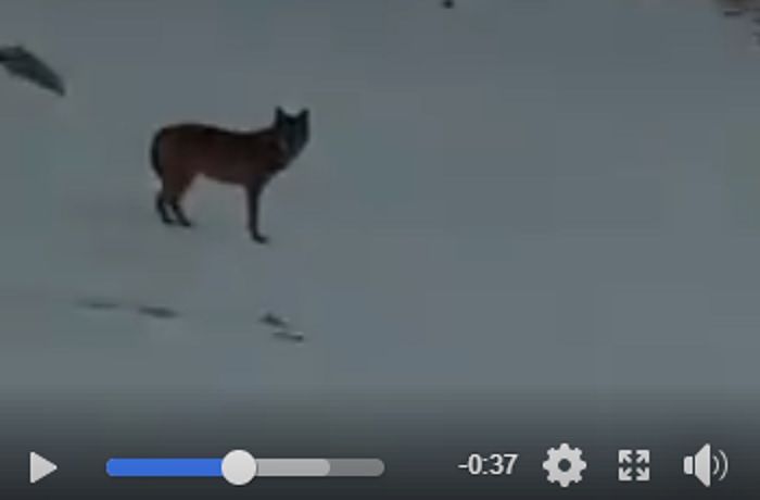 Campo Imperatore: un lupo batte le piste da sci del Gran Sasso VIDEO