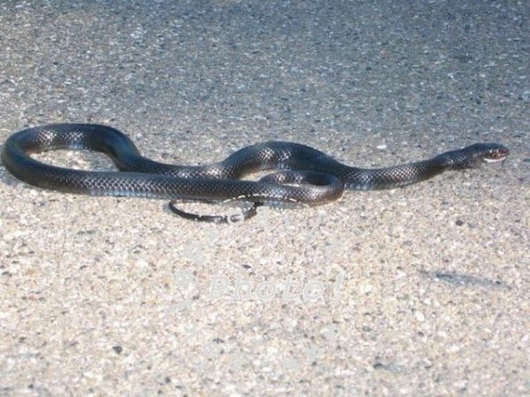 Pianella, un serpente a forma di cuore sulla macchina della ex: stalker condannato