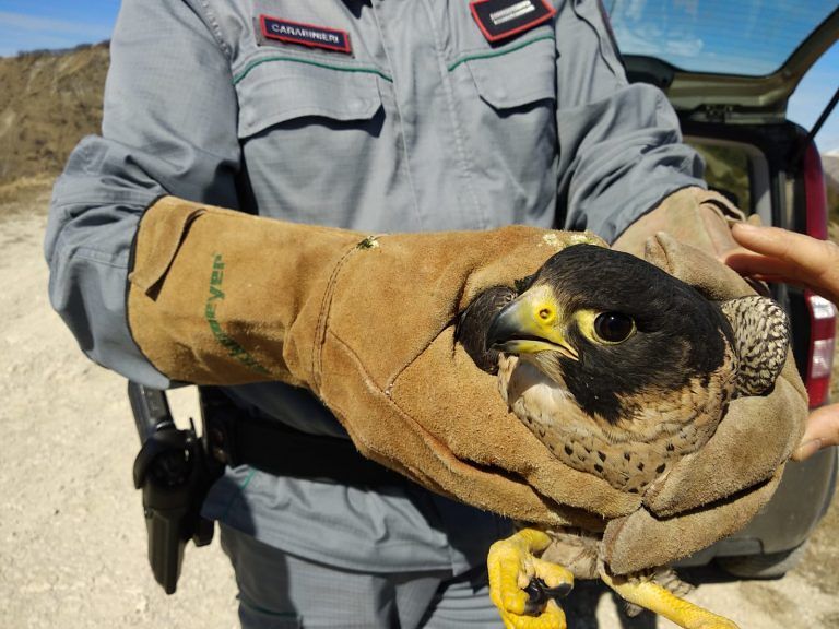 Torricella, falco pellegrino torna a volare grazie ai carabinieri forestali FOTO VIDEO