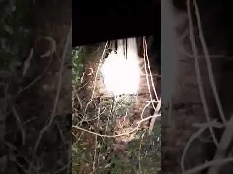 Civitella del Tronto, lupi si avvicinano alle abitazioni VIDEO